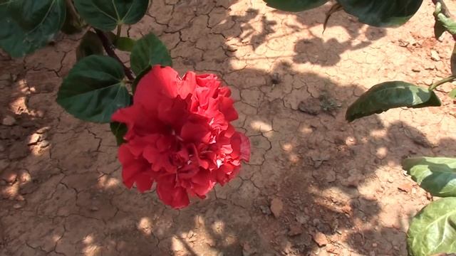 Beautiful Hibiscus Flowers @ HAL MUSEUM смотреть онлайн