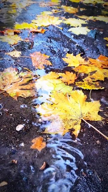 немного архивной осени вам в ленту смотреть онлайн