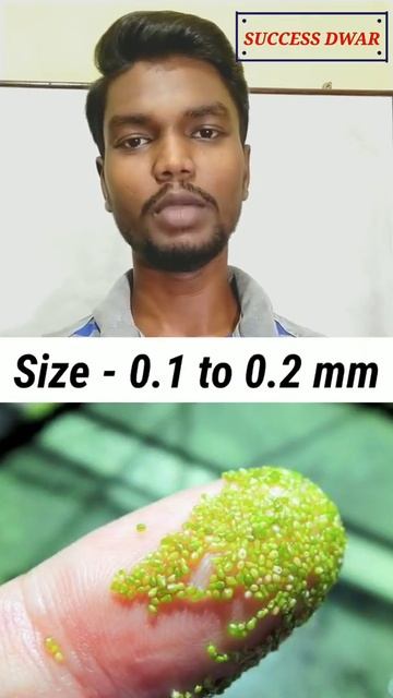 Largest & Smallest Flowering plant। Success Dwar। Sachin Rawani। #shorts смотреть онлайн