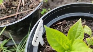 Гортензия тормозит. Как разбудить саженец, не убив его при этом.