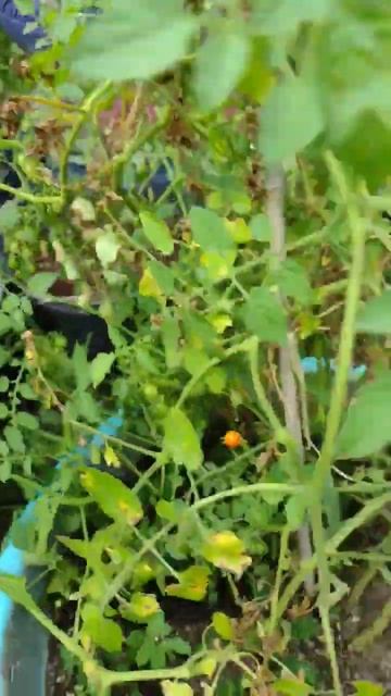 Teeny tiny tomatoes harvest #short #shorts #tomato #garden #organic #plants #satisfying #food#happy смотреть онлайн