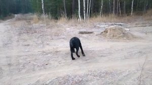 щенок лабрадора, учимся искать