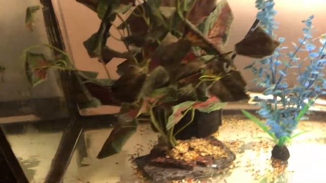 Map Turtle Feeding смотреть онлайн