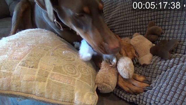 Finn vs Stuffed Moose | Doberman vs Dog Toy смотреть онлайн