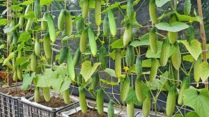 Самый простой способ выращивания огурцов. Вертикальное выращивание огурцов дает много плодов.