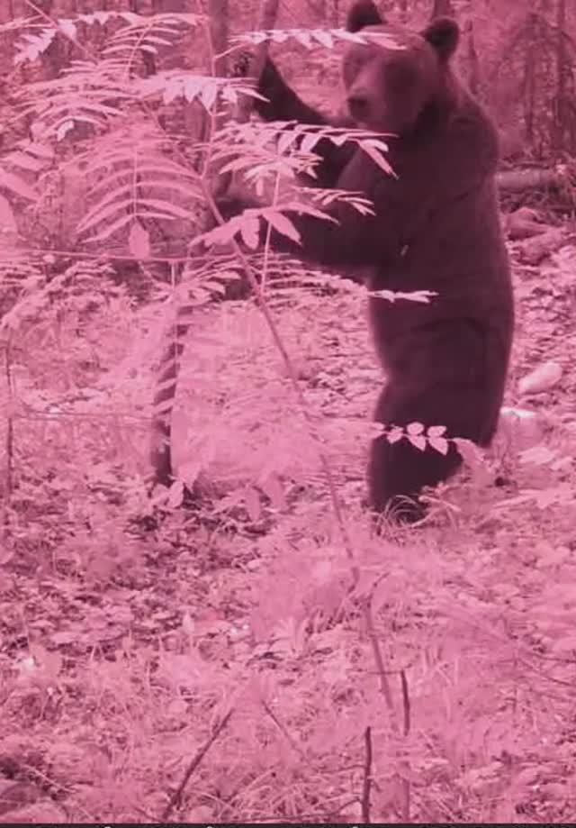 Мишка сломал камеру смотреть онлайн