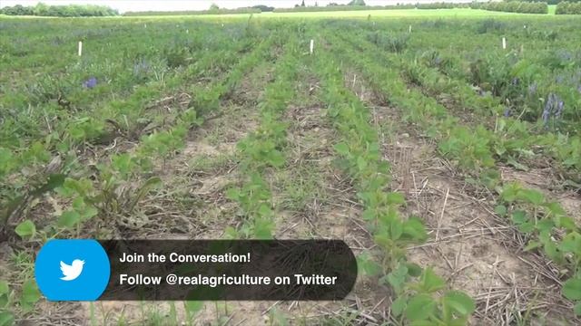 Soybean School - Getting Tough With Tufted Vetch in Soybeans смотреть онлайн