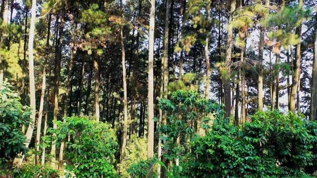 Stanford researchers show how poorly designed tree-planting campaigns could do more harm than good смотреть онлайн