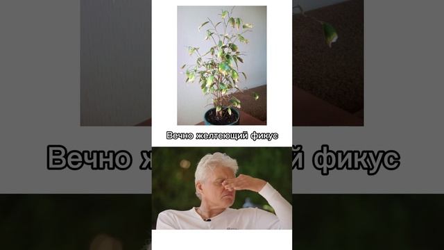 Поясняем за растения #растения #комнатныерастения #растениядома #homeplanting #тиньковпоясняет смотреть онлайн