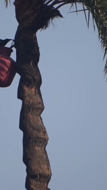 The date palm juice theif caught in 4K. #shorts смотреть онлайн