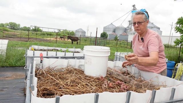 #gardentourclub End of May. #weirdcontainergrowing24 #subscribe #garden #cattle #farmlife #goats смотреть онлайн