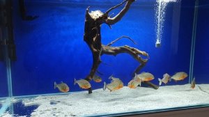 пираньи содержание