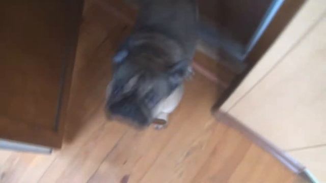 Vlog: ВЫХОДНОЙ \ ДОМООООЙ:)) смотреть онлайн