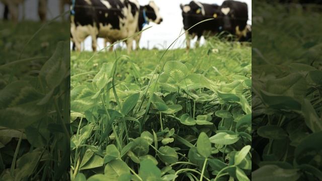 Why now is the time for clover смотреть онлайн