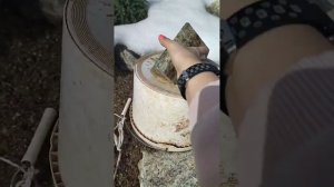 САД после зимы. кто не пережил ЗИМУ.  ТИМЬЯН под укрытием. КОНИКА ОБГОРЕЛА.