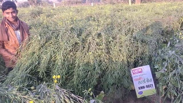 Kartik Bio Seed Ka 9021 Mustard смотреть онлайн