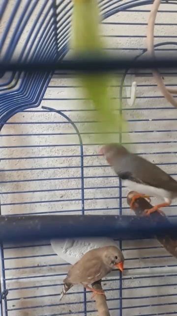 Амадин кушает!.mp4