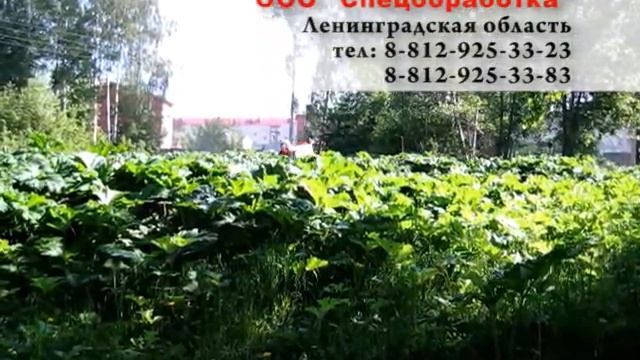 Уничтожение борщевика в Ленинградской области смотреть онлайн