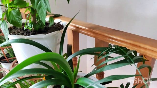 Красивые сорта фиалок. А, что здесь цветет? Обзорчик зимнего сада.🍀🌾🪷💐 смотреть онлайн