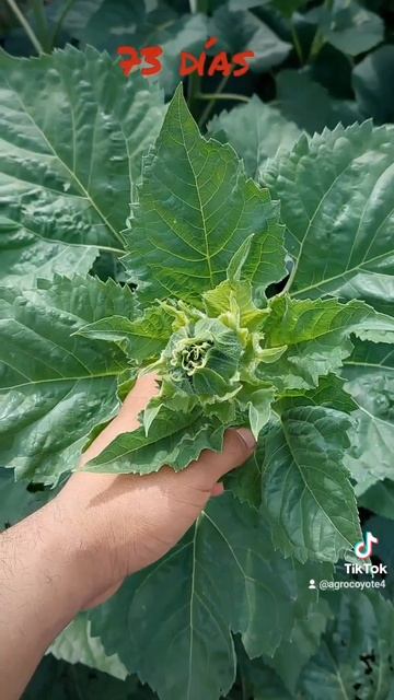 🌻🌻Girasoles Gigantes🌻🌻 смотреть онлайн