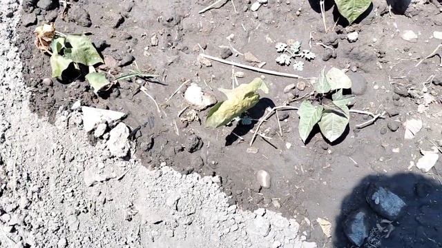 mis tortugas pueden comer planta de Camote? смотреть онлайн