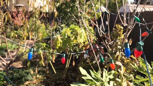 Mexican Papaya Tree Care - Grow Papaya Tree Cold Temperature (Tips) смотреть онлайн