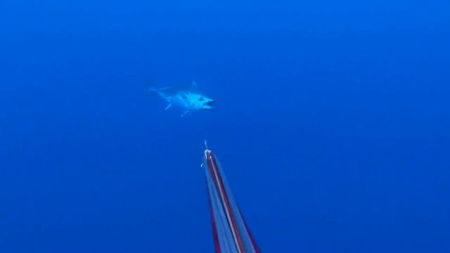SWIMMING WITH BLUEFIN TUNA IN 1200m OF WATER | Secret Gaff Technique | New Zealand смотреть онлайн