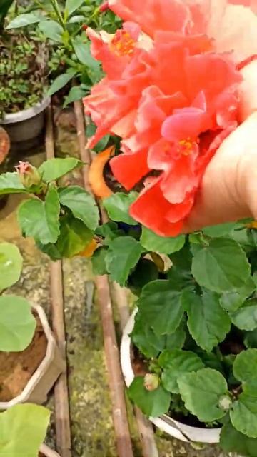 Hibiscus flowers harvest #hibiscus #flowers #short смотреть онлайн