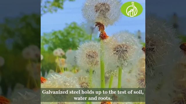 Savanagarden смотреть онлайн