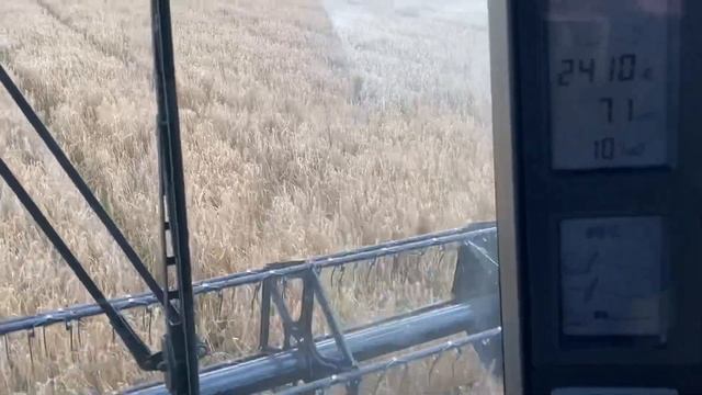 Case 5088 axial flow combine harvesting organic spring barley. смотреть онлайн