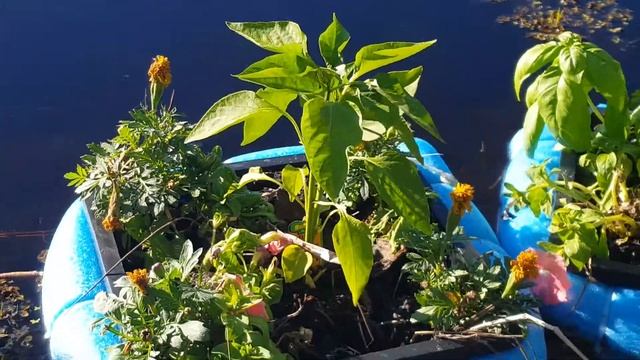 Floating Garden update Day 4 смотреть онлайн