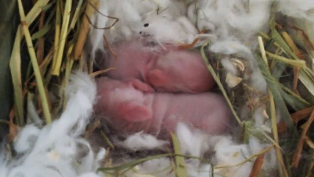 New born 2 days angora rabbits смотреть онлайн