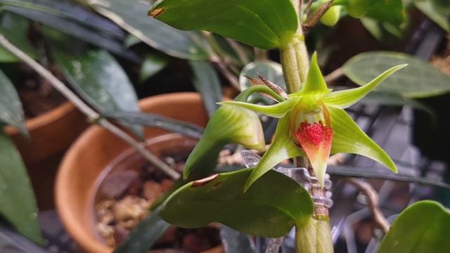 Dendrobium Peng Seng Finally Starting to Open 😍🌿 смотреть онлайн