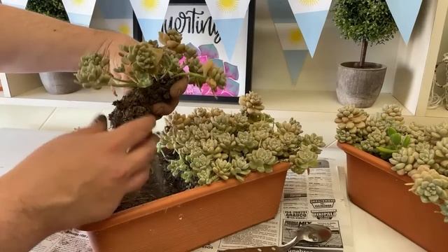 PROGRAMA 110: Mundial de suculentas! (26/11/2022) смотреть онлайн