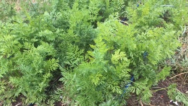 El cultivo de la zanahoria: preparación del suelo, siembra, reproducción смотреть онлайн