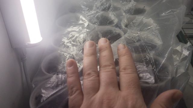 перцы и петуния взошли.Ждем сельдерей