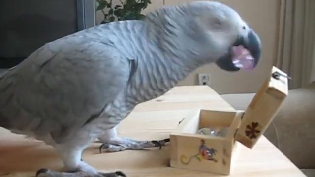 Вредина. Protests смотреть онлайн