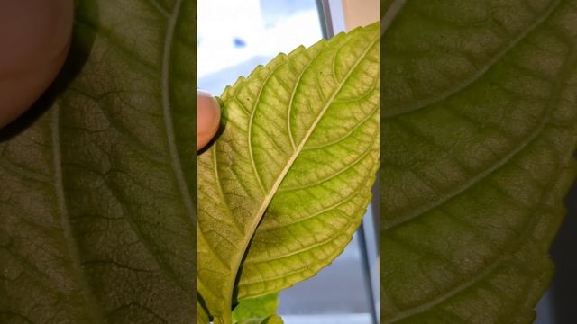 Растения и их место