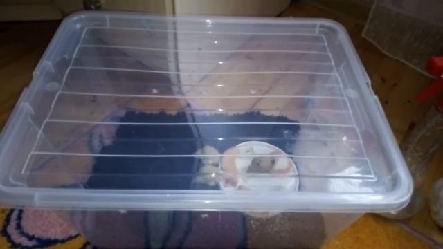 Переселение моих улиток ахатин🐌🐌🐌 смотреть онлайн
