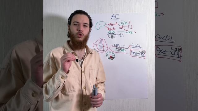 Физиология атеросклероза смотреть онлайн