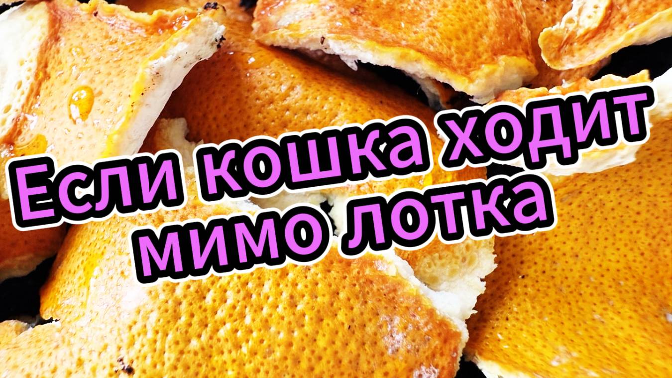 Если кошка ходит мимо лотка смотреть онлайн