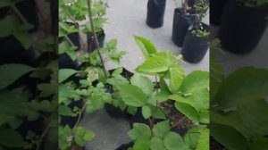 Виноград в Приморском Крае! Весь Июль сажаем Всё, особенно 🍇👌☀️на 01.07.2023г пробник🍇 к саженцам🍇👌