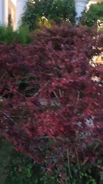 Клумбы. смотреть онлайн