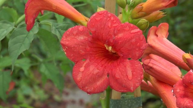 Gärtner Sönke - Folge 3: Campsis Madame Galen