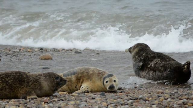 Seals at Portgordon, Moray Scotland смотреть онлайн