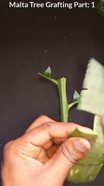 Malta Tree Grafting Method , #viral #grow #growplants #gardeningtips #youtubeshorts смотреть онлайн