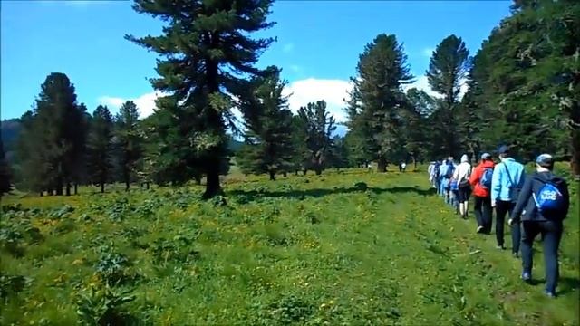 Кедр -осьминог. Семинские просторы. смотреть онлайн