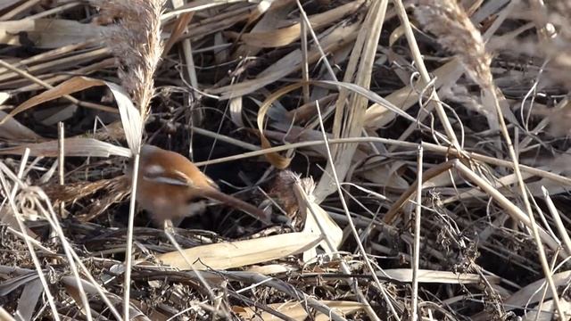 Bearded tit x0 6 speed смотреть онлайн