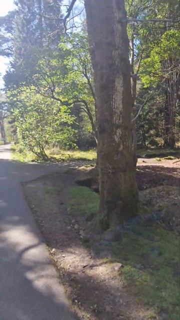 loch Lomond park a wee walk #scotland #balloch #lochlomond #travel #tourism #green смотреть онлайн