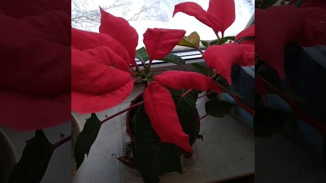 Рождественская звезда до сих пор радует цветочками и алоэ вера растет 🥰 смотреть онлайн